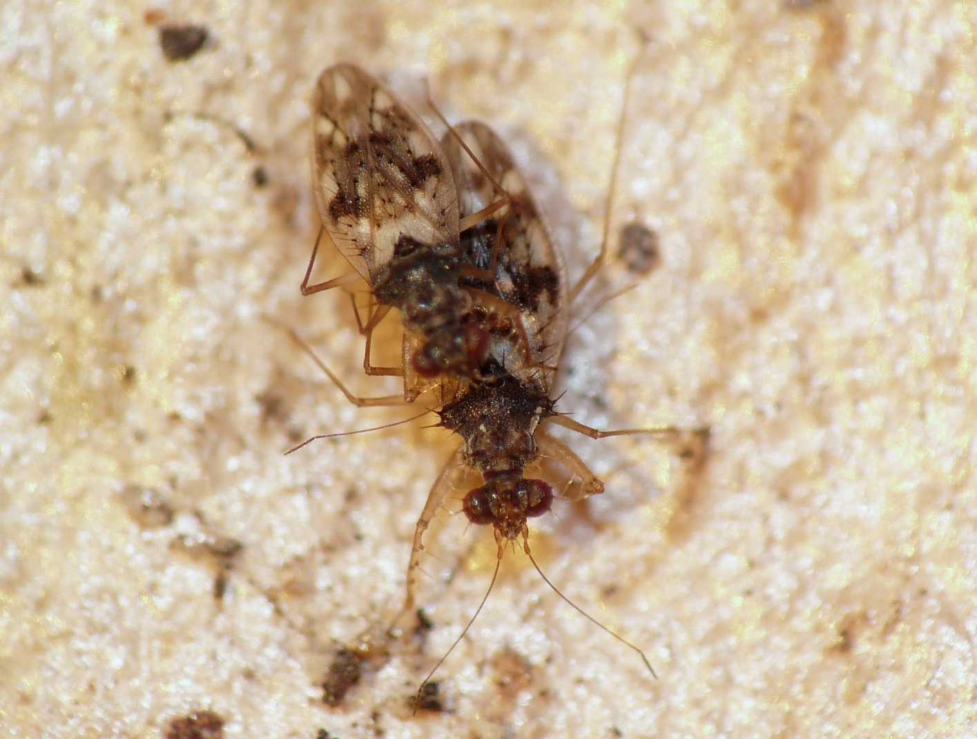 Emittero? Patapius spinosus (Leptopodidae)